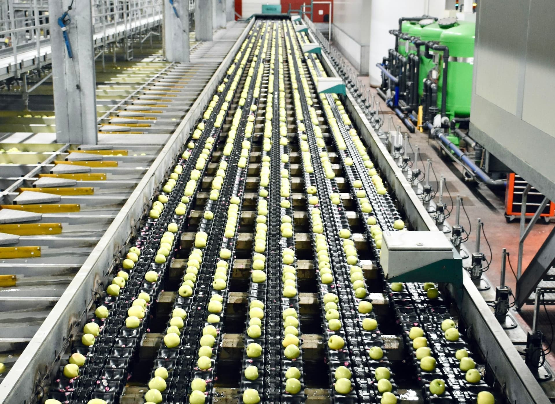 Produce moving along a food processing line